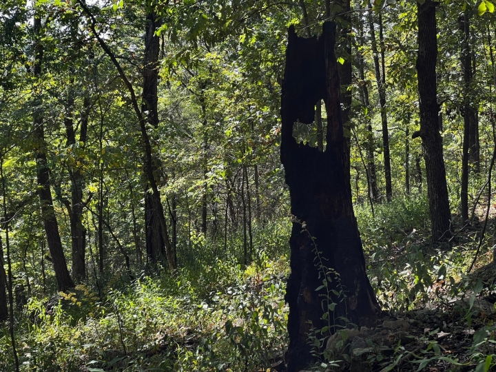 Herp habitat